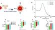 Gold nanoparticles-conjugation of irisin enhances therapeutic effect by improving cardiac function and attenuating inflammation in sepsis.