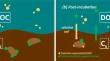 Wetland Soil Characteristics Influence the Kinetics of Dissolved Organic Carbon Sorption