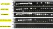 Correction: Genetic assessment of diverse rice germplasm for yield-related and stress tolerance traits