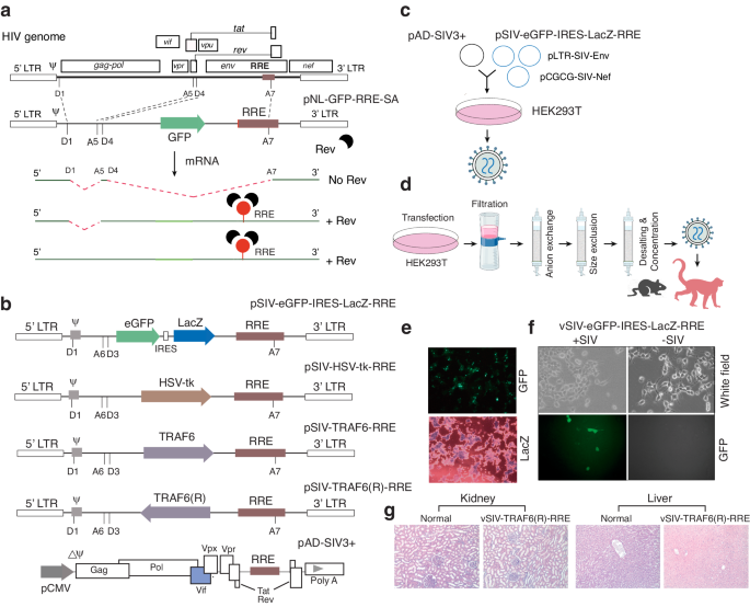 Suppression of viral rebound by a Rev-dependent lentiviral particle in SIV-infected rhesus macaques.