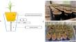 Nitrogen deficiency tolerance conferred by introgression of a QTL derived from wild emmer into bread wheat.