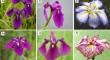 Genetic diversity in the traditional cultivars and wild ancestor of near-threatened Japanese iris (Iris ensata Thunb.)