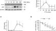 Combination of Vismodegib and Paclitaxel Enhances Cytotoxicity via Bak-mediated Mitochondrial Damage in EGFR-Mutant Non-Small Cell Lung Cancer Cells.