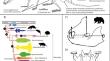 Remarks on the functional morphology of the earliest mammals