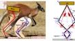 Dynamic stability and vibration isolation property of a foot-leg coupling bio-inspired vibration isolation structure