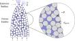 Transient Flow in Porous Electrosprays