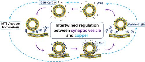 Interplay between Copper, Phosphatidylserine, and α-Synuclein Suggests a Link between Copper Homeostasis and Synaptic Vesicle Cycling.