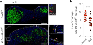 Dietary glutamine supports mucosal germinal center B cell lymphomas