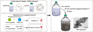 High-yield magnetosome production of Magnetospirillum magneticum strain AMB-1 in flask fermentation through simplified processing and optimized iron supplementation.