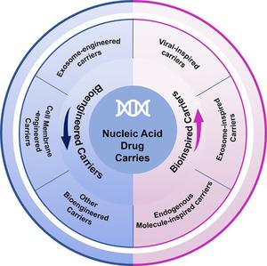 Bioinspired and bioengineered nucleic acid drug carriers