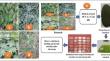 Botanicals as Phyto-nematicides Against Root-knot Disease Caused by the Root-knot Nematode (Meloidogyne incognita) via Promoting growth, Yield, and Biochemical Performance of Cabbage Crop