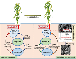 Magnesium-doped biochars increase soil phosphorus availability by regulating phosphorus retention, microbial solubilization and mineralization