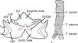 Immunohistochemical analysis and distribution of epithelial mast cells in the rat larynx and trachea.