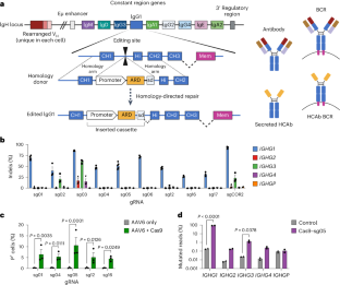 Reprogramming human B cells with custom heavy-chain antibodies