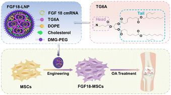 FGF18 encoding circular mRNA-LNP based on glycerolipid engineering of mesenchymal stem cells for efficient amelioration of osteoarthritis†