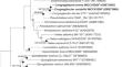 Congregibacter variabilis sp. nov. and Congregibacter brevis sp. nov. Within the OM60/NOR5 Clade, Isolated from Seawater, and Emended Description of the Genus Congregibacter.