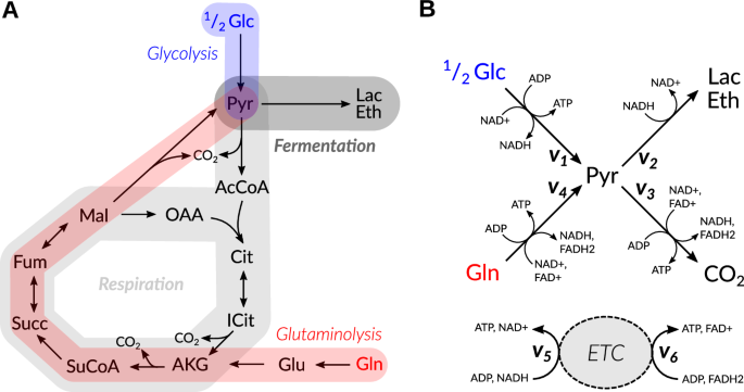 Including glutamine in a resource allocation model of energy metabolism in cancer and yeast cells.