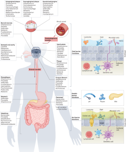 The oral–gut microbiome axis in health and disease