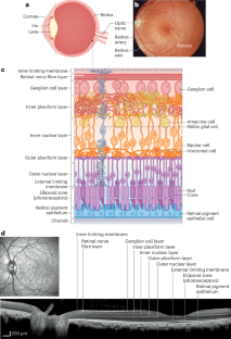 Standardization and clinical applications of retinal imaging biomarkers for cardiovascular disease: a Roadmap from an NHLBI workshop