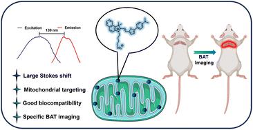 A hemicyanine-based near-infrared fluorescent probe with large Stokes shift for non-invasive bioimaging of brown adipose tissue†