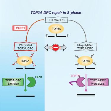 PARP1-driven repair of topoisomerase IIIα DNA-protein crosslinks by FEN1.