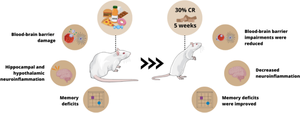 Calorie Restriction Attenuates Memory Impairment and Reduces Neuroinflammation in Obese Aged Rats.