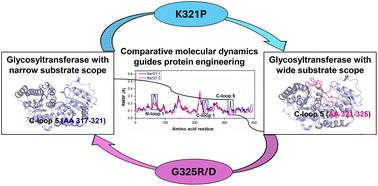 A comparative molecular dynamics approach guides the tailoring of glycosyltransferases to meet synthetic applications†