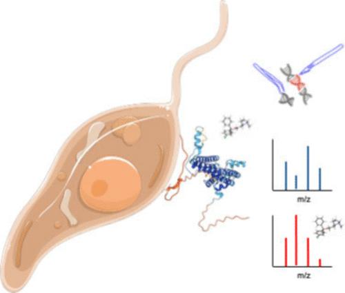Evaluation of the <i>Leishmania</i> Inositol Phosphorylceramide Synthase as a Drug Target Using a Chemical and Genetic Approach.