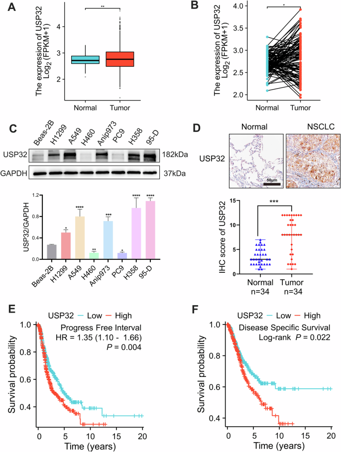 USP32 facilitates non-small cell lung cancer progression via deubiquitinating BAG3 and activating RAF-MEK-ERK signaling pathway.