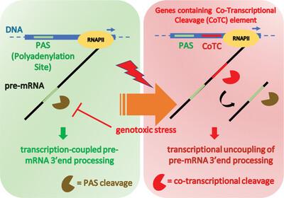 Genotoxic stress impacts pre-mRNA 3′-end processing