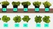 Comparative Effects of Root and Foliar Leonardite-Suspension Concentrate Application on Plant Growth and Photosynthetic Efficiency of Lettuce Plants (Lactuca sativa L.)