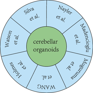 Advances in the Differentiation of hiPSCs into Cerebellar Neuronal Cells.