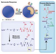 Design and evaluation of nanoscale materials with programmed responsivity towards epigenetic enzymes†