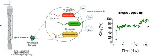 In-situ biological biogas upgrading using upflow anaerobic polyfoam bioreactor: Operational and biological aspects