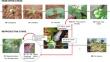 Alternaria solani IA300 induces growth and development in two common bean cultivars