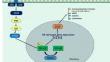 Serum Sirt6 as a Potential Biomarker for Osteoarthritis and its Correlation with IL-6 Alterations