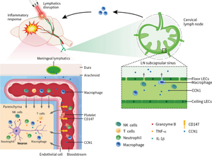 CCN1 Is a Therapeutic Target for Reperfused Ischemic Brain Injury.