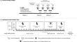 Accuracy of a continuous glucose monitoring system applied before, during, and after an intense leg-squat session with low- and high-carbohydrate availability in young adults without diabetes.