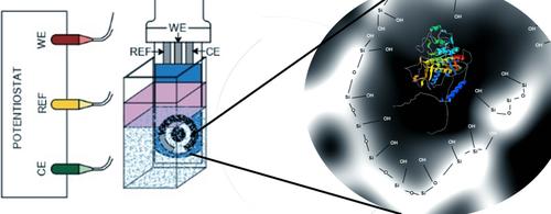 Design of an Electrochemical Device for the Detection of Alkaline Phosphatase Inhibitors in Seawater