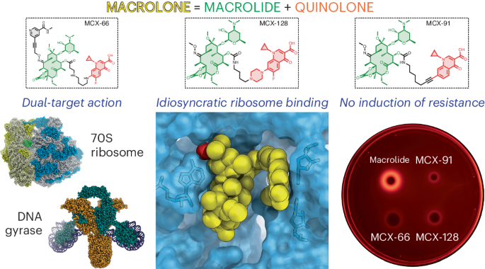 Macrolones target bacterial ribosomes and DNA gyrase and can evade resistance mechanisms