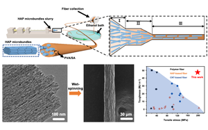 A strong and tough hydroxyapatite-based fiber with enamel-inspired hierarchical structure