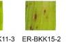 Characterization, pathogenicity and fungicide response of Exserohilum rostratum causing leaf spot on rice in Thailand