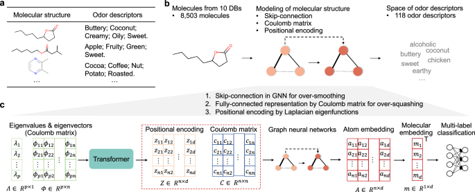 A deep position-encoding model for predicting olfactory perception from molecular structures and electrostatics.