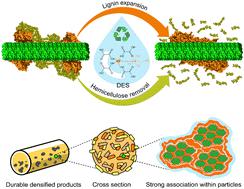 Molecular origins of enhanced bioproduct properties by pretreatment of agricultural residues with deep eutectic solvents†