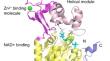 The role of SIRT1 in kidney diseases.