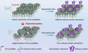 Enamel matrix proteins in promoting saliva lubrication