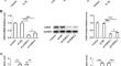 CDK5 Upregulated by ELF3 Transcription Promotes IL-1β-induced Inflammation and Extracellular Matrix Degradation in Human Chondrocytes