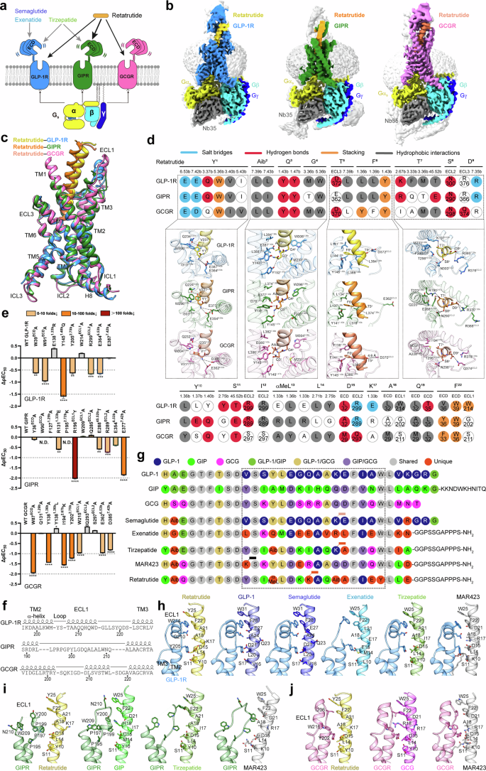 Structural insights into the triple agonism at GLP-1R, GIPR and GCGR manifested by retatrutide.