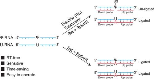 Pseudouridine Detection and Quantification Using Bisulfite Incorporation Hindered Ligation.