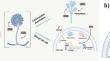 Chitosan Oligosaccharides: A Natural Rich, High-Efficiency, and Safe Frontrunner for the Futural Fruits/Vegetables Preservation